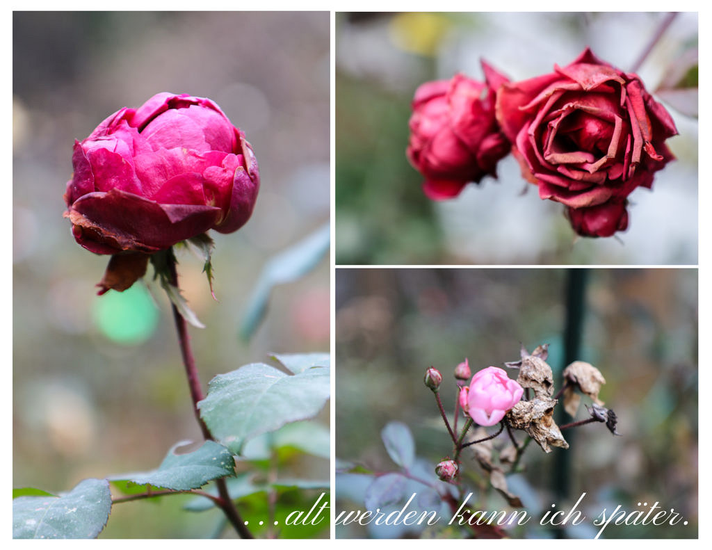 collage-garten-dezember-1