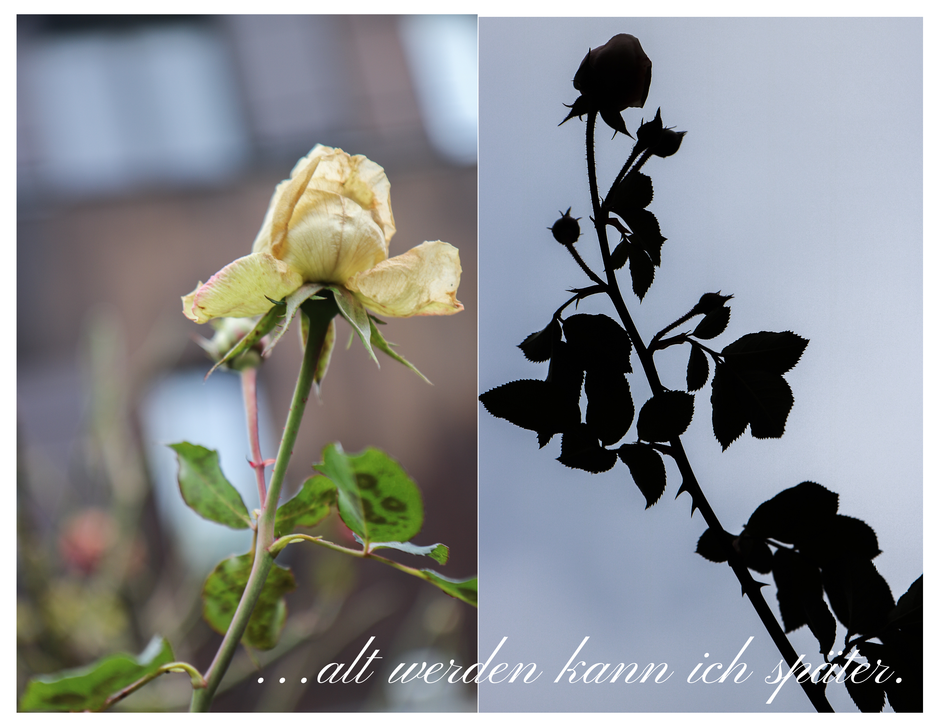 collage-garten-dezember-2