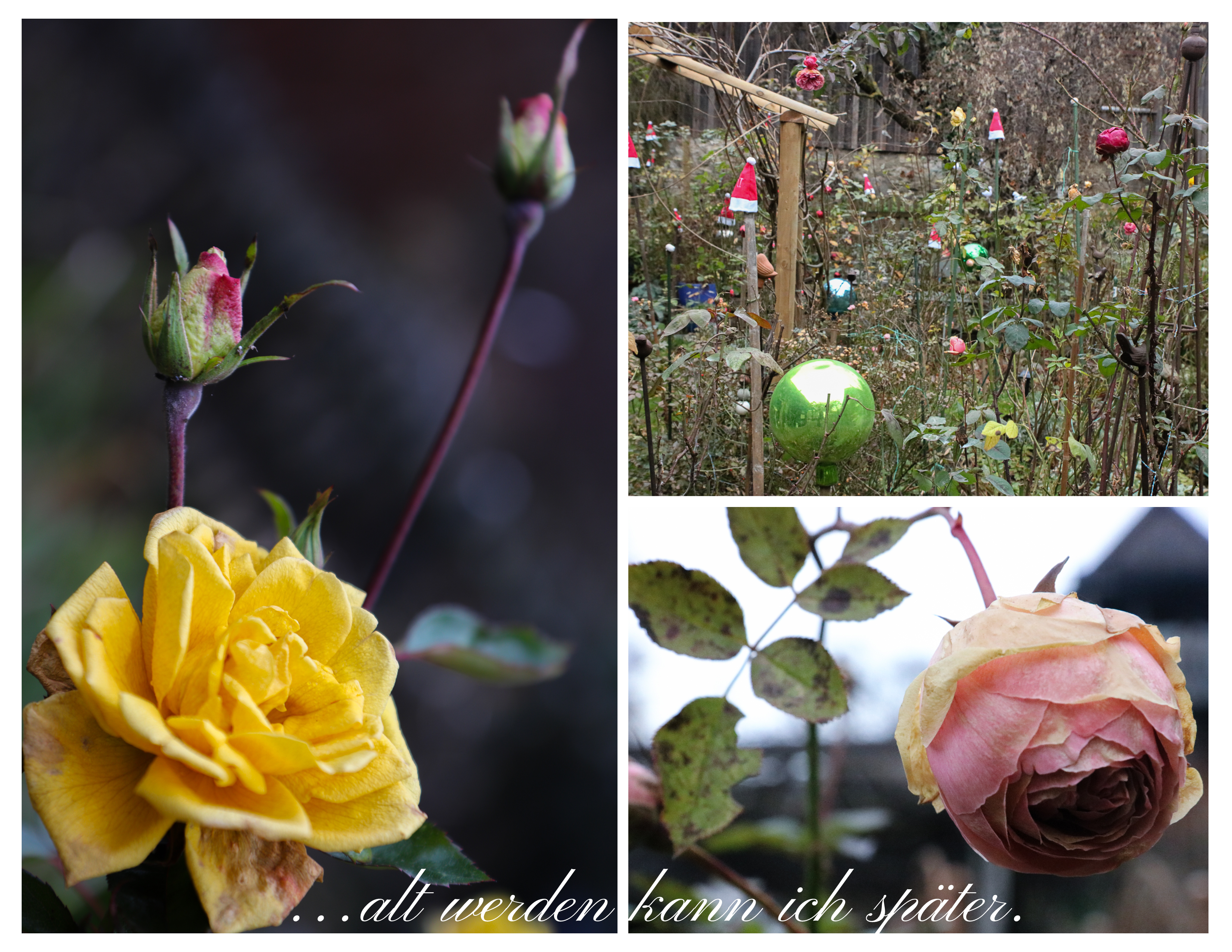 collage-garten-dezember-4